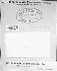 Agaricus martianus image